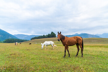 Fototapeta na wymiar View of a grazing horses in the green mountains, Tusheti, Georgia