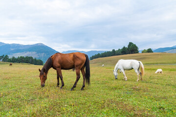 View of a grazing horses in the green mountains, Tusheti, Georgia