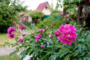 Fototapeta na wymiar Peony flowers on a flower bed in the courtyard of a private house in summer