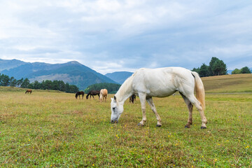 Obraz premium View of a grazing horses in the green mountains, Tusheti, Georgia
