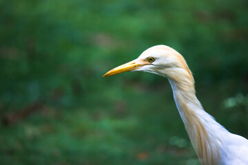 Bubulcus ibis Or Heron Or Commonly know as the Cattle Egret is a cosmopolitan species of heron found in the tropics, subtropics,  and warm-temperate zones. It is the only member of the monotypic genu
