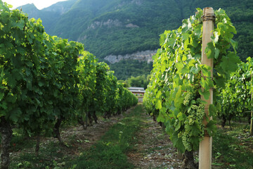 Fototapeta na wymiar Grapevine on its tree with branches at a foot of mountain with greenery of vineyard landscape, nature and light from the sun 
