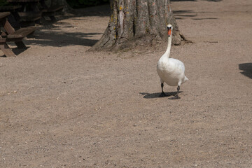 Höckerschwan auf Landgang.
