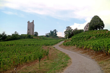 French vineyard with old castle in background and sky with the walking path in the commune called 