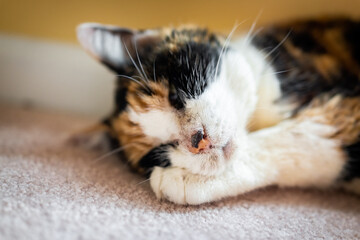 Closeup of old senior ill sick calico cat sad lying on carpet floor in room sleeping with acne eye discharge