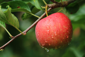 Close up of apple fruit with a drop of dew on its fruit and on branches after rain during autumn with blur green nature background 