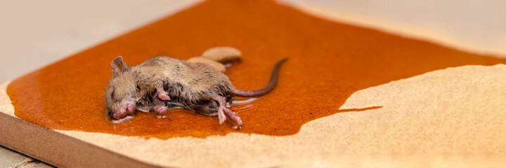 A mouse or rat is caught in a glue trap with cookies as bait. Glue for catching rodents or small...