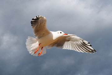 Seagull, fly against the backdrop of a dramatic dark gray stormy sky.