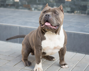 American Bully