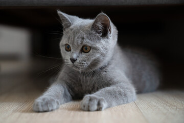 Grey shorthair kitten looking on the left.
