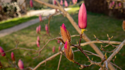 Close-up on the branches of a Magnolia with its three flowers still closed, in spring.