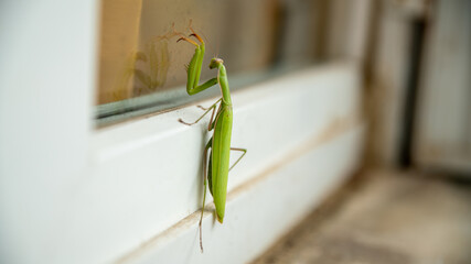 Close-up of an overly curious praying mantis spying out the window