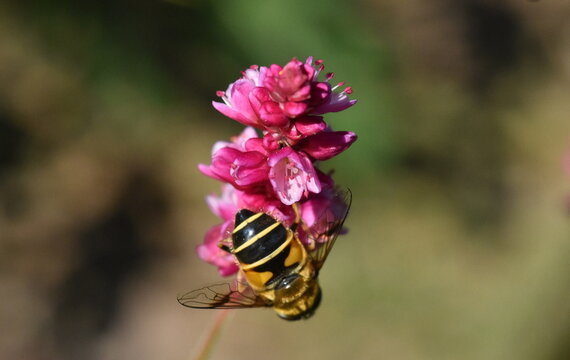 Biene auf einer Kron-Rhaberber-Blüte
