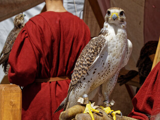 A Saker falcon on a gloved hand