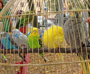 Cage with varicoloured parrots sitting on a perch