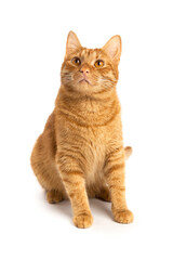 Portrait of ginger kitten isolated on white background. Cat looks up.