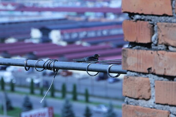 One swallow is sitting on a metal pipe for a clothesline on a sunny day