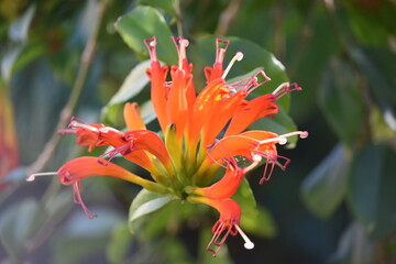 A beautiful flower with orange color.