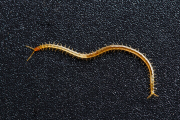 Soil centipede, Geophilomorpha on grainy black background, these animals are predators and can...