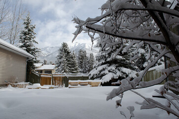 wintery mountain backyard after fresh snow