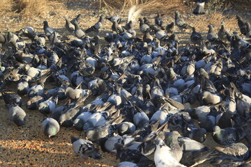 many pigeons eating food together