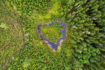 Aereal photo of natural heart shaped bog lake in lilac colors with little island surrounded by old spruce forest and young birch grove in no one known place in Latvia 
