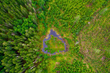 Aereal photo of natural heart shaped bog lake in lilac colors with little island surrounded by old spruce forest and young birch grove in no one known place in Latvia 