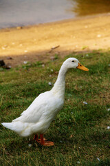 Naklejka na ściany i meble a white adult goose walks on the grass