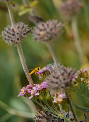 a black and yellow long hoverfly (sphaerophoria scripta) feeding on pink yarrow (Achillea millefolium)