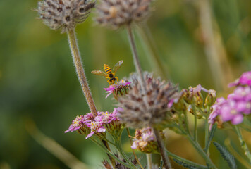meadow brown butterfly (Maniola jurtina) feeding on a beautiful pink violet field scabious (Knautia arvensis) growing wild on Salisbury Plain, Wiltshire UK