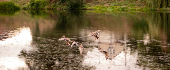 ducks on the lake