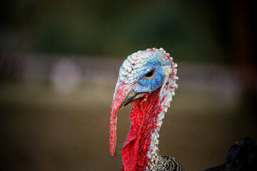 the turkey-cock