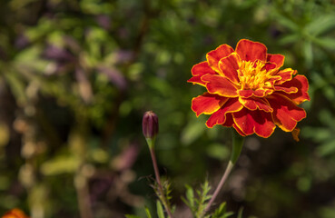 red flower in the garden