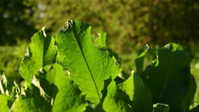 Rumex confertus leafs at the wind static camera, sunlight. High quality 4k footage