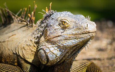 Close up of iguana