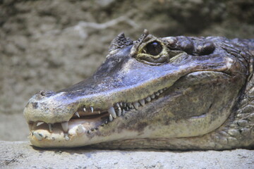 メガネカイマンの頭部