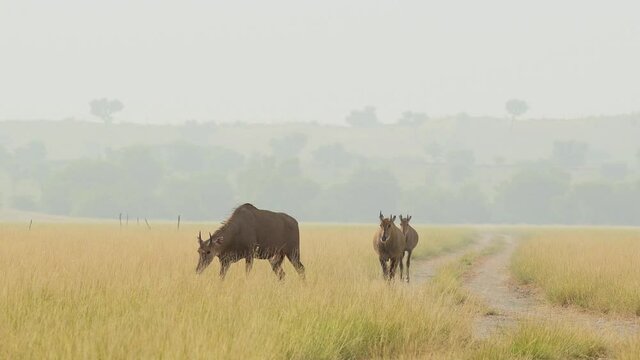 establishing or wide shot of male nilgai or blue bull or Boselaphus tragocamelus walking in pattern at grassland of tal chhapar sanctuary rajasthan india