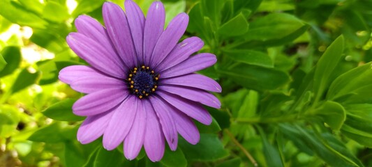 Obraz premium Garden in my house