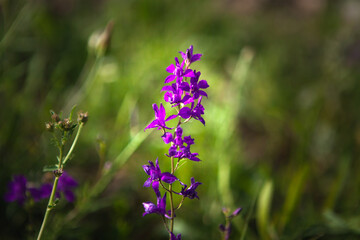 wild purple flower
