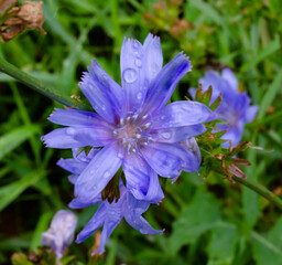 cornflower blue after rain
