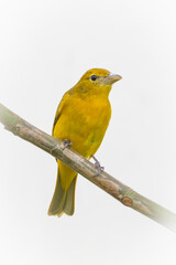 Yellow Bird