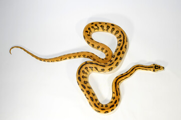 McDowell's carpet python // McDowell´s Teppichpython (Morelia spilota macdowelli)