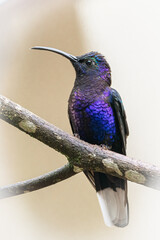 Whitetail Hummingbird