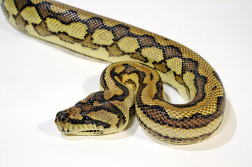 Carpet python // Teppichpython (Morelia spilota)