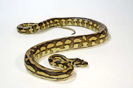 Carpet python // Teppichpython (Morelia spilota)