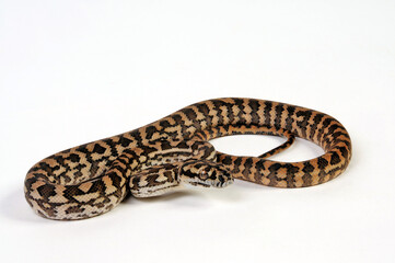 Fototapeta premium junger Teppichpython // juvenile Carpet python (Morelia spilota)