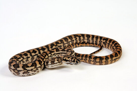 junger Teppichpython // juvenile Carpet python (Morelia spilota)