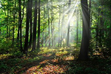 Obraz premium Morning in the forest