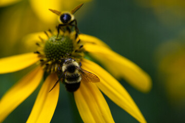 Close-up of bee on wild yellow daisy in Virginia 