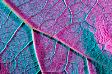 purple blue leaf close up, use as background or texture